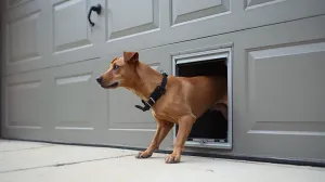 wejście dla psa w bramie garażowej